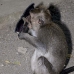 monkey_macaque_balinese_mf_ubud_v_1390_bal5111.jpg